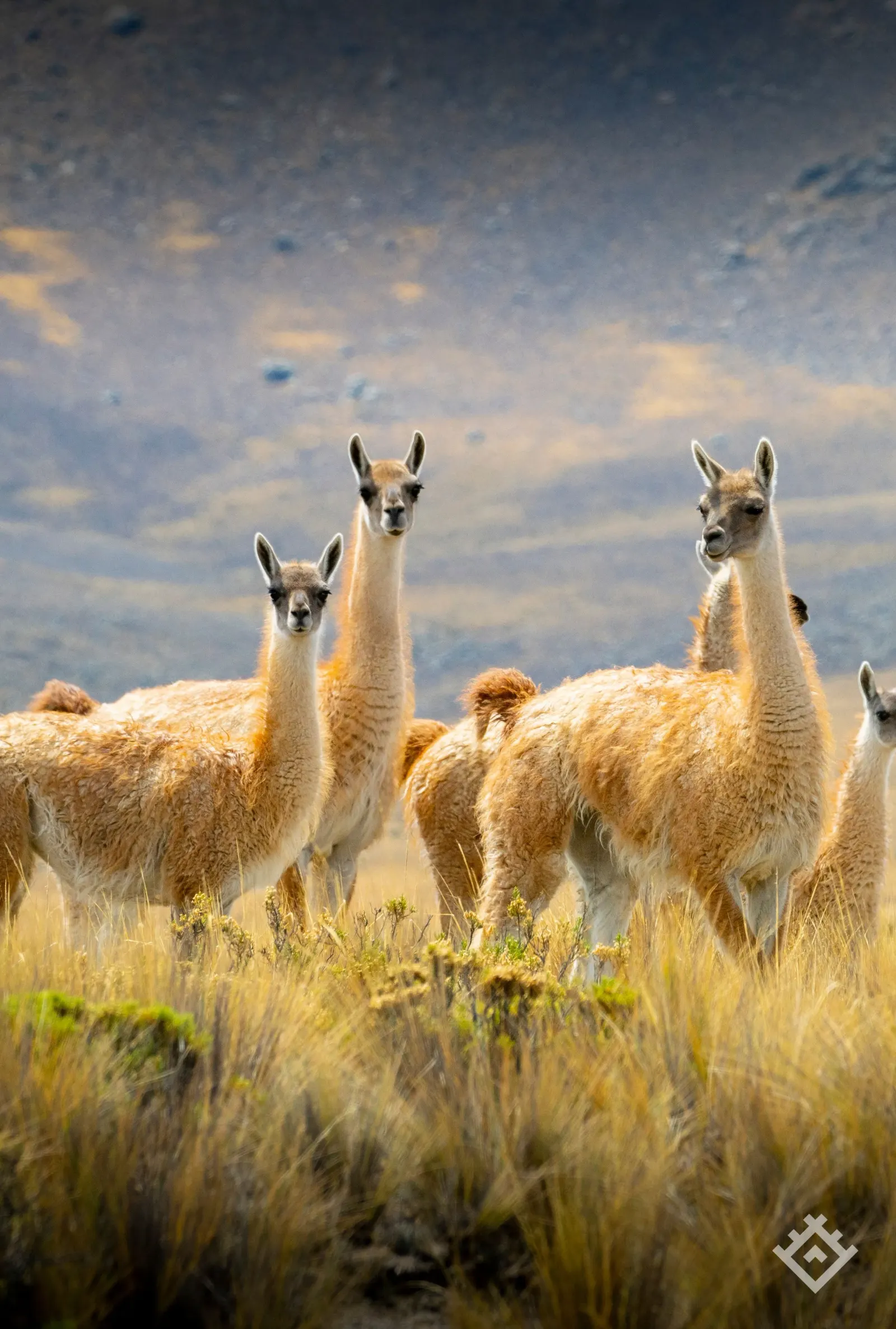Vicunas 2