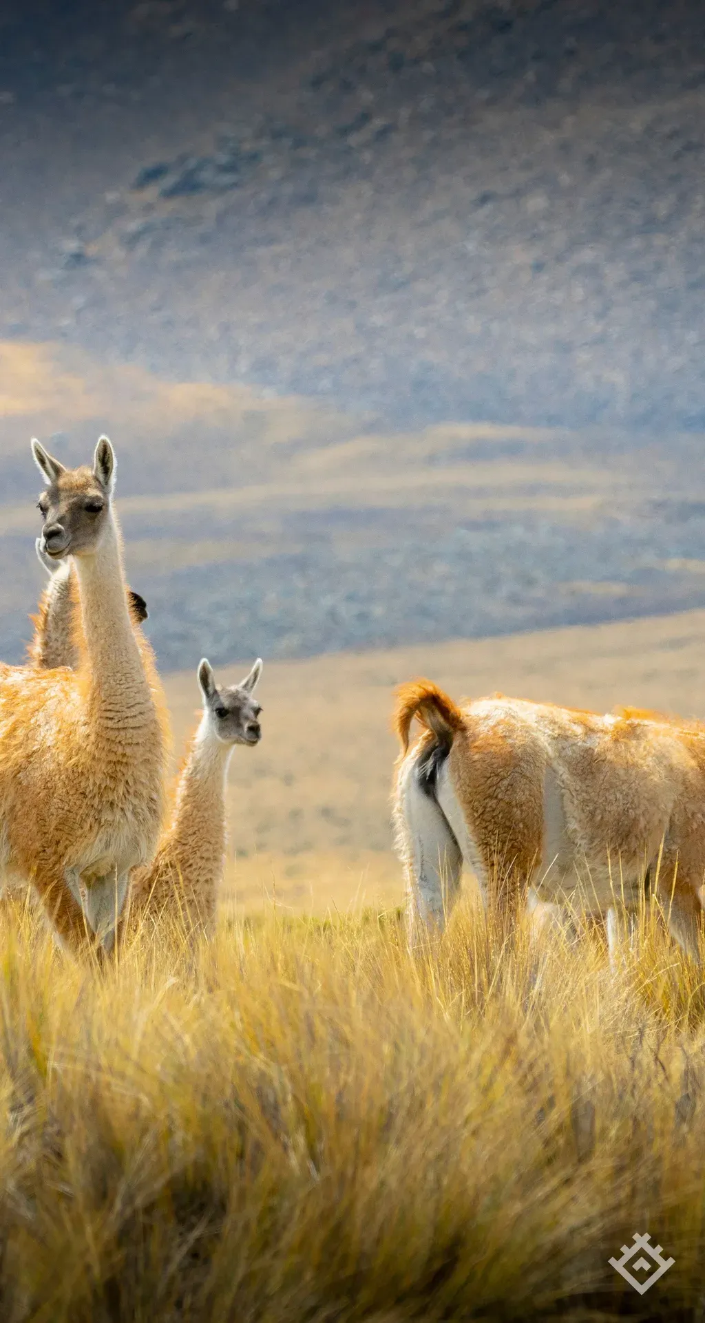 Vicunas 2