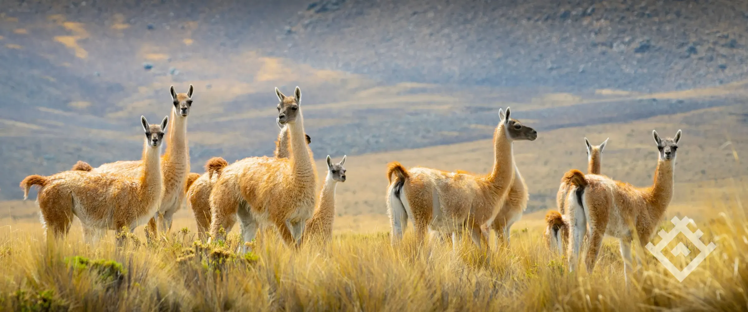 Vicunas 2